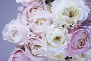 bunch of white and lavender roses